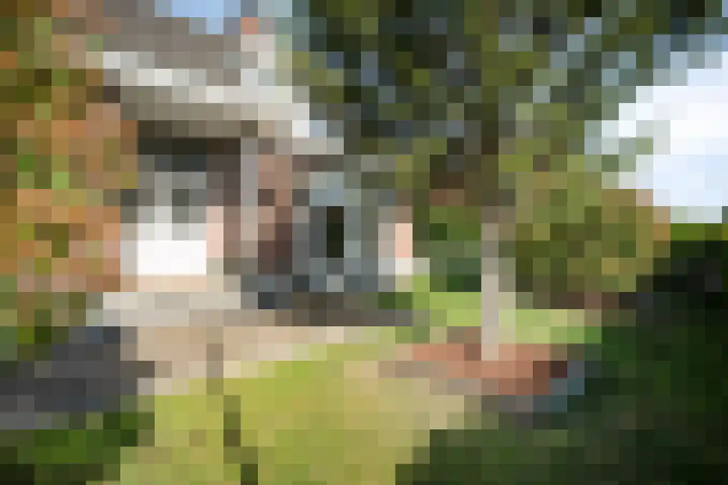 Gouverneur Houbenstraat 51 Nieuwstadt thumbnail 5