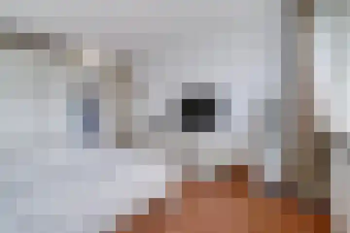 Gouverneurslaan 53 Geertruidenberg thumbnail 14