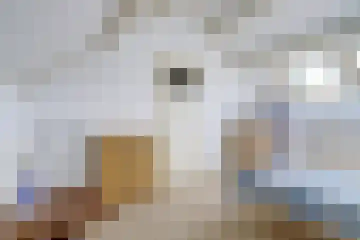 Gouverneurslaan 53 Geertruidenberg thumbnail 22