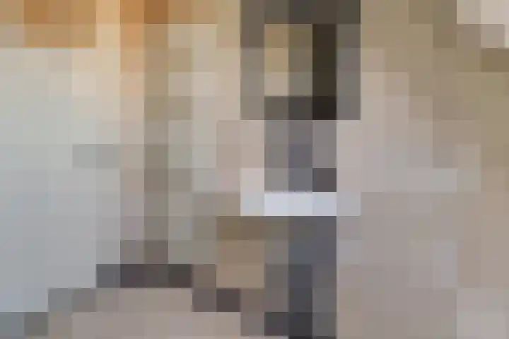 Gouwe 38 Hoogwoud thumbnail 64