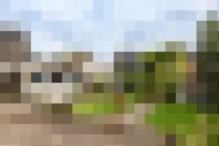 Gouwkamp 22 Berkhout thumbnail 41