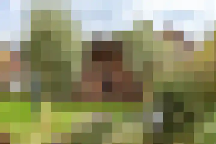 Gouwkamp 22 Berkhout thumbnail 46