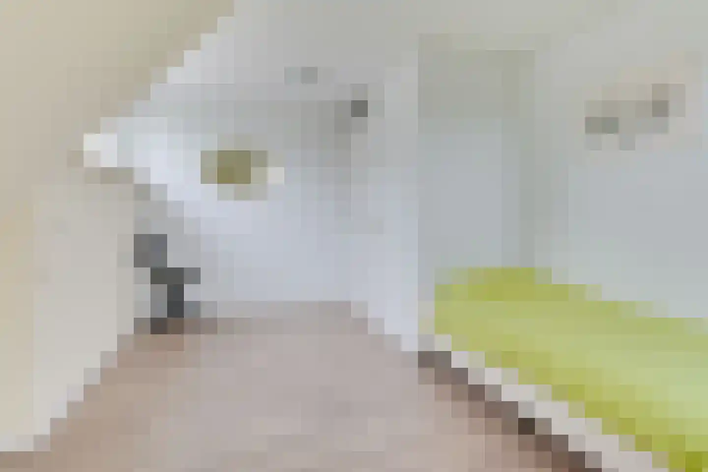 Gouwkamp 24 Berkhout thumbnail 26