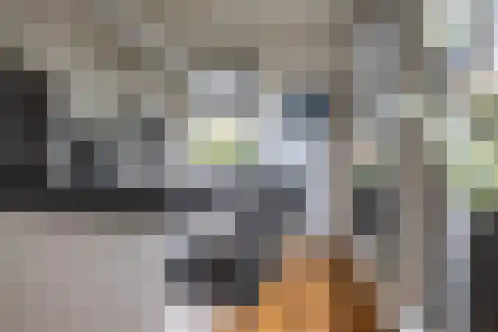 Gouwkamp 34 Berkhout thumbnail 13