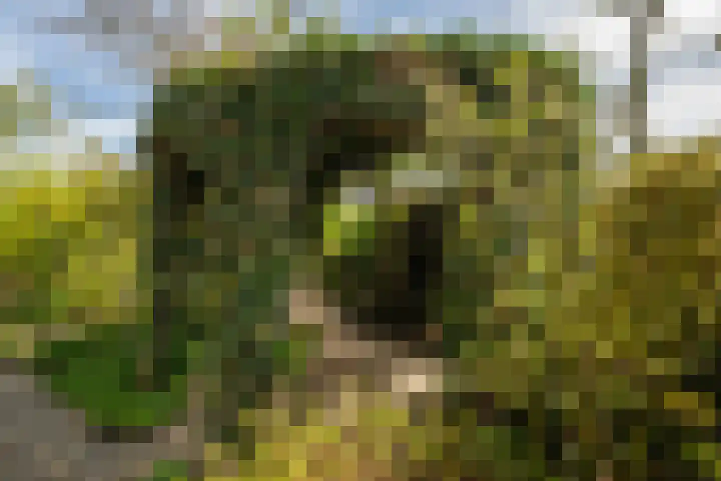 Gouwlaan 27 Kwintsheul thumbnail 28