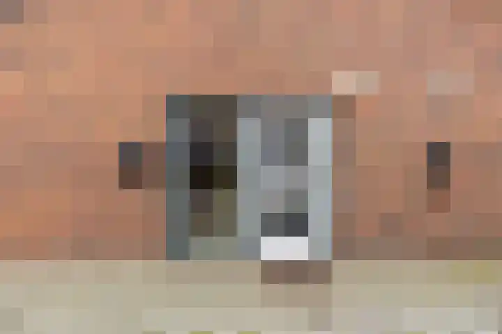 Gouwland 11 Roden thumbnail 6