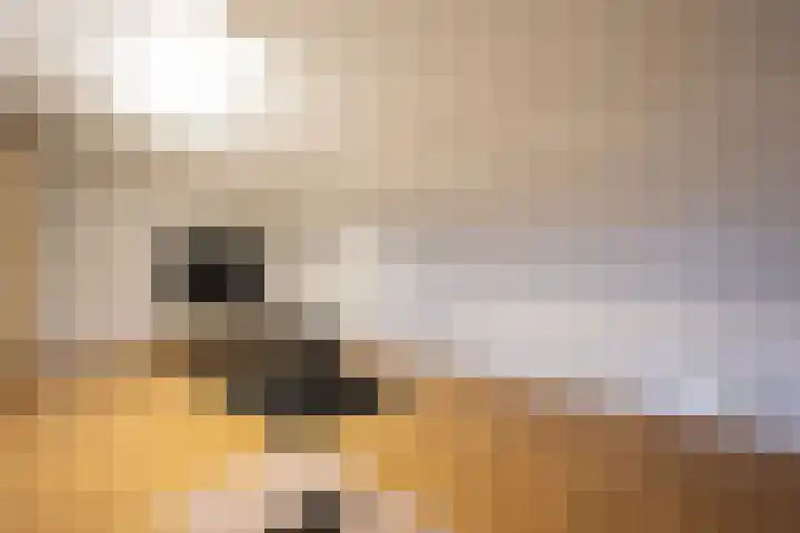 Gouwland 12 Roden thumbnail 38