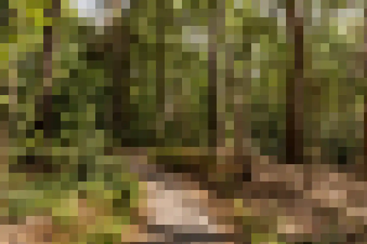 Graaf Adolflaan 13 Zeist thumbnail 15