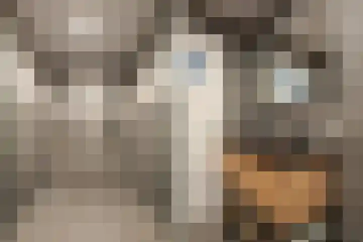 Graaf Hendrik III laan 127 C Breda thumbnail 48