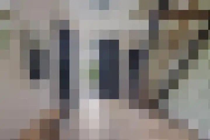 Graaf Hendrikstraat 4 Kessel thumbnail 5