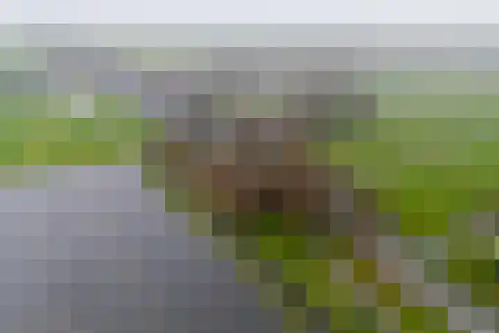 Graaf Huibertlaan 46 Everdingen thumbnail 59