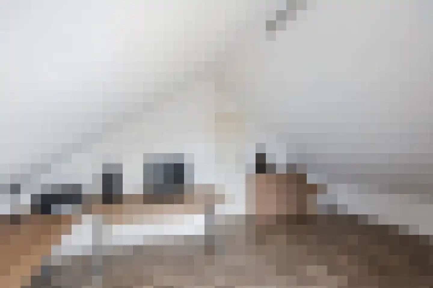 Graaf Jacobstraat 17 Horn thumbnail 23