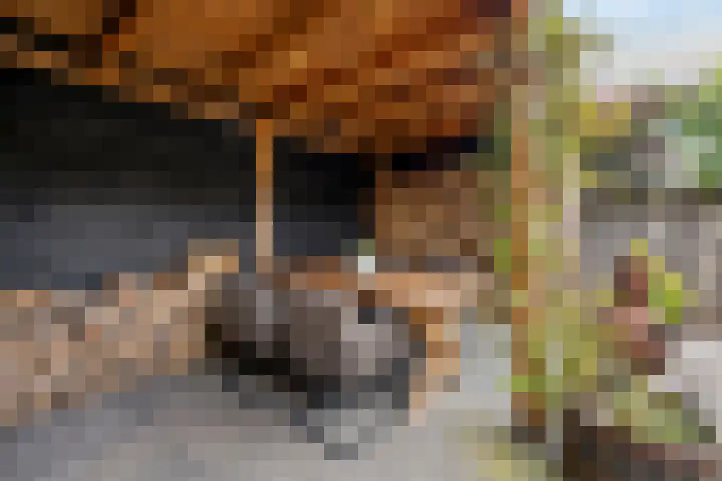 Graaf Jacobstraat 17 Horn thumbnail 26
