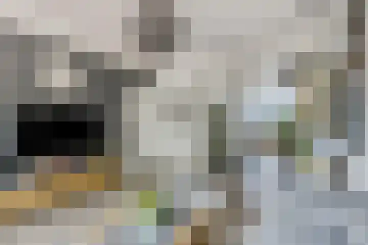 Graaf Waltgerlaan 28 Tiel thumbnail 8