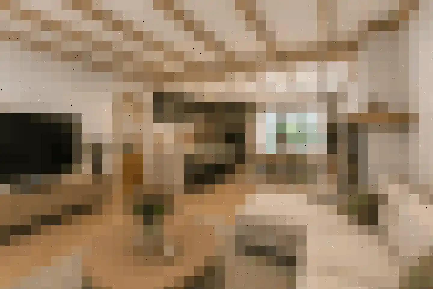 Graaf Wolff Metternichlaan 32 Swalmen thumbnail 4