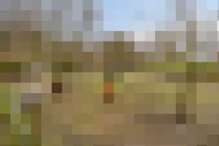 Graafjansdijk B 53 Westdorpe thumbnail 29