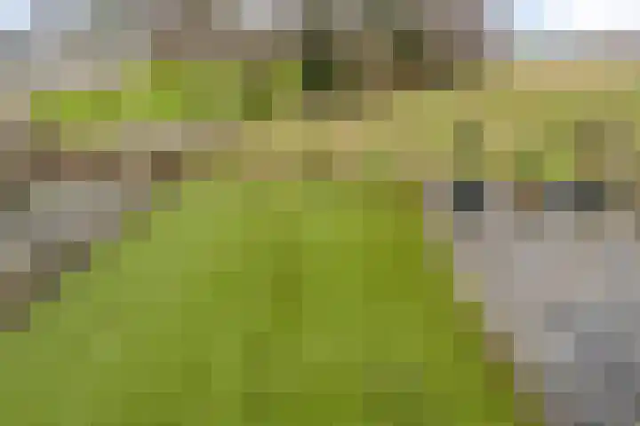 Graafjansdijk B 68 Westdorpe thumbnail 28