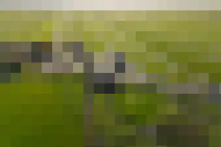 Graafland 31 Groot-Ammers thumbnail 49