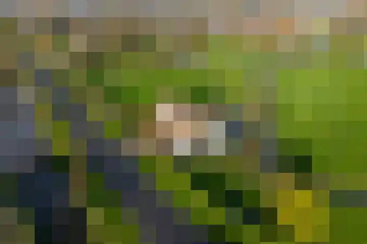 Graafland 31 Groot-Ammers thumbnail 6