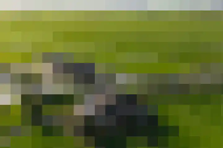 Graafland 31 Groot-Ammers thumbnail 7