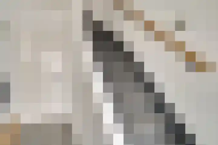 Graafschap Hornestraat 39 Horn thumbnail 20