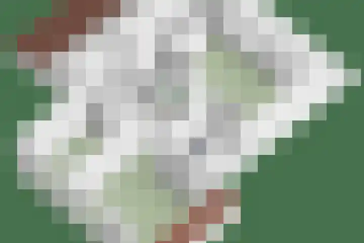 Graafsebaan 41 Heesch thumbnail 66