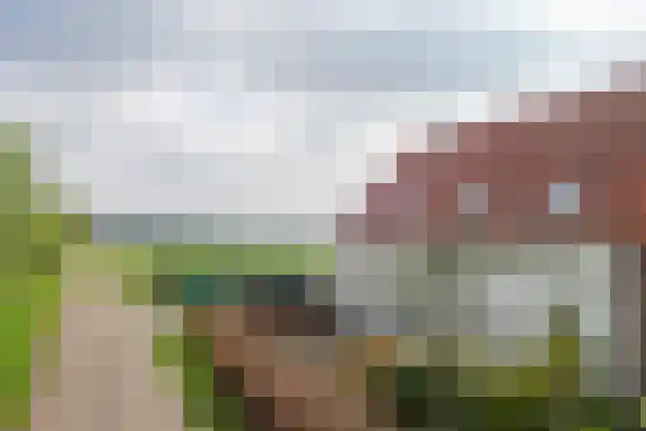Graafsebaan 6 Zeeland thumbnail 5
