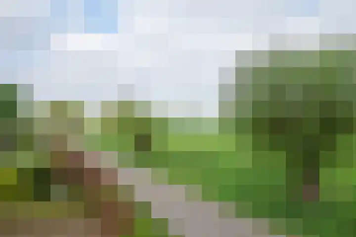 Graafsebaan 6 Zeeland thumbnail 6