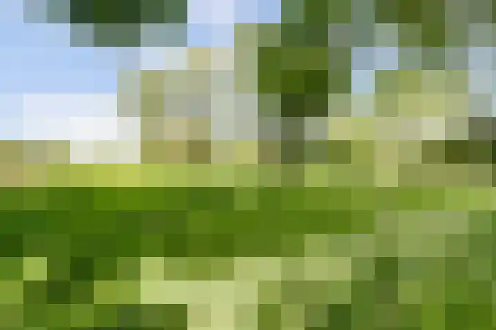 Graafsedijk 18 Vianen NB thumbnail 8