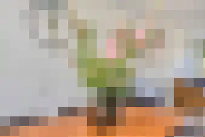 Graan voor Visch 19701 Hoofddorp thumbnail 18