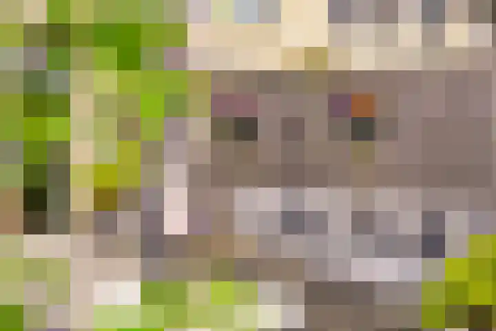 Graan voor Visch 55 Waddinxveen thumbnail 35