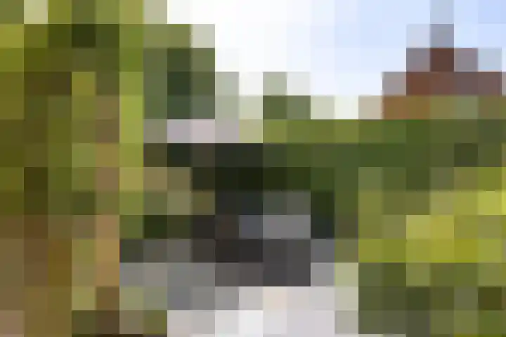 Graauwsedijk 15 Graauw thumbnail 4
