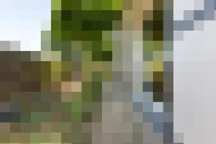 Graauwsedijk 15 Graauw thumbnail 9
