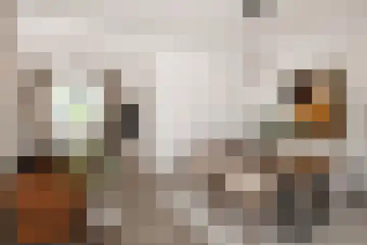 Grachtstraat 74 Schin op Geul thumbnail 42