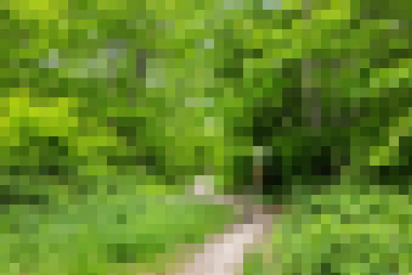 Gramserweg 51 Austerlitz thumbnail 70