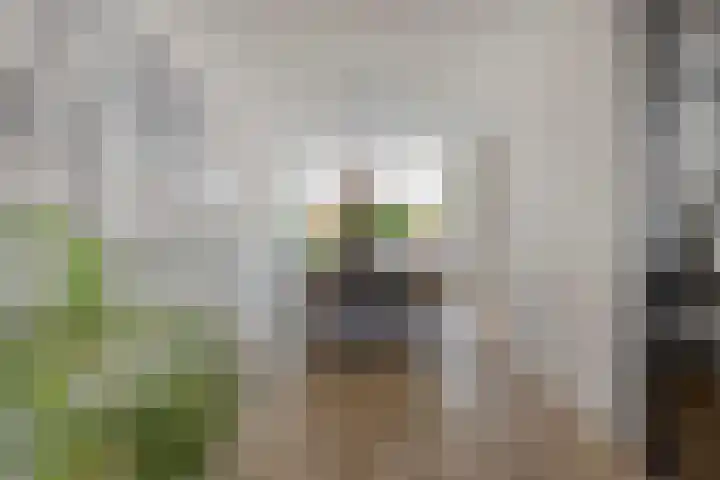 Gras 3 Ruurlo thumbnail 13