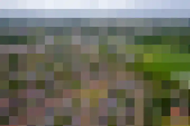 Grasakker 12 Druten thumbnail 42