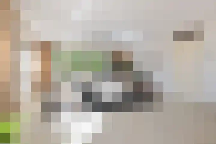 Grasbaan 4 Eindhoven thumbnail 17