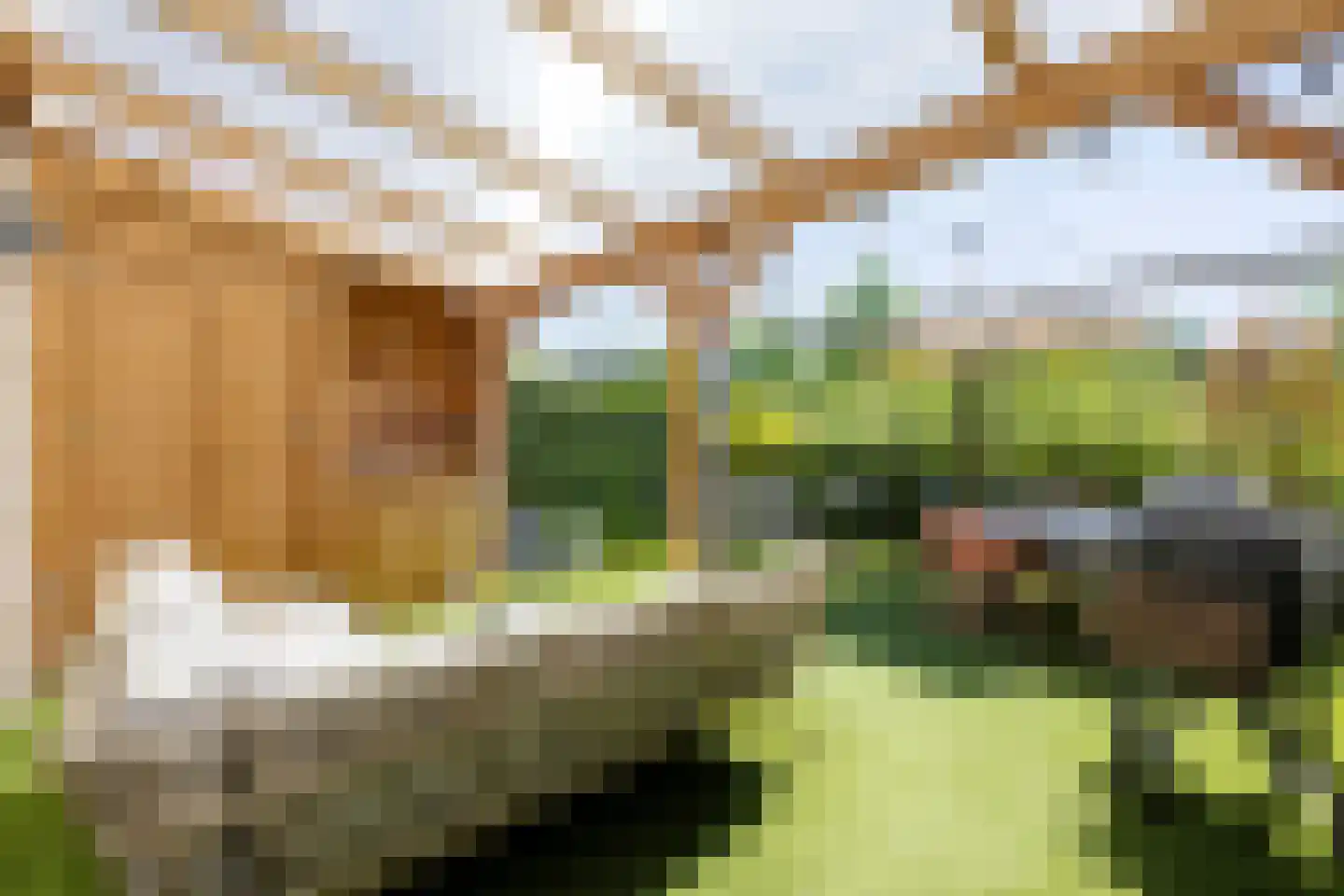 Grasbloem 10 A Eindhoven thumbnail 36