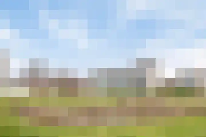 Grasbloem 2 E Eindhoven thumbnail 40
