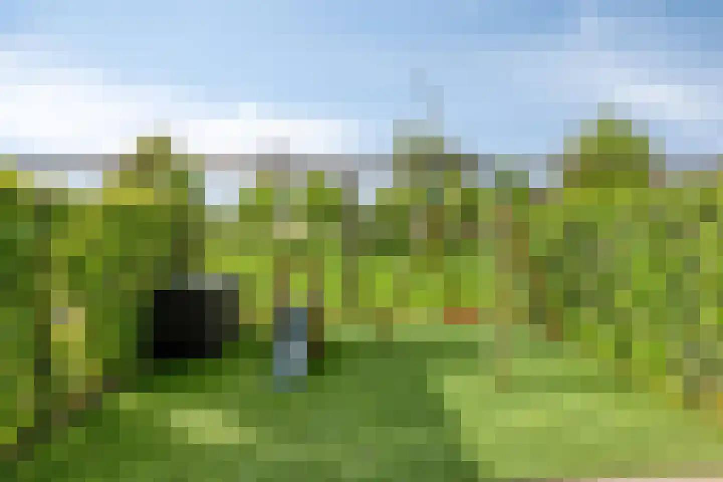Grasbloem 8 A Eindhoven thumbnail 5