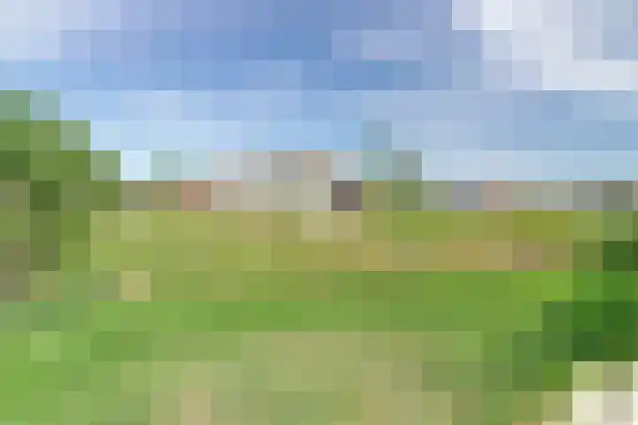 Grasbloem 8 B Eindhoven thumbnail 26