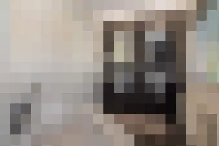 Grasboom 16 Eindhoven thumbnail 22