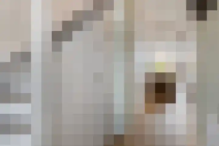 Grasfonteinkruid 11 Eindhoven thumbnail 8