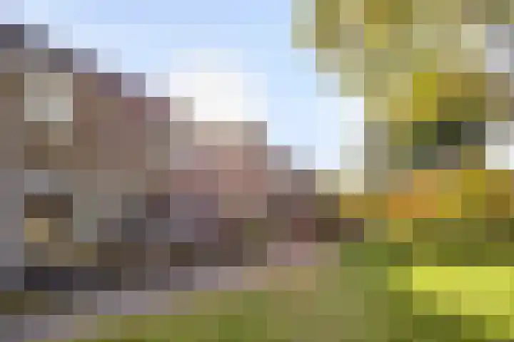 Grasgors 3 Mijnsheerenland thumbnail 4