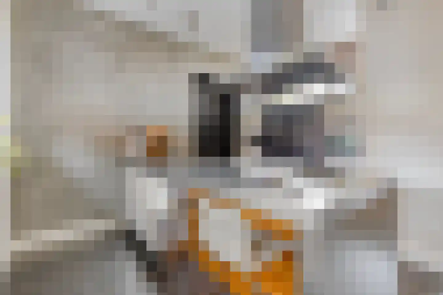Grashegge 2 Eindhoven thumbnail 7
