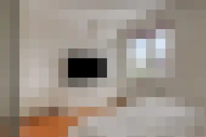 Grashegge 6 Eindhoven thumbnail 28