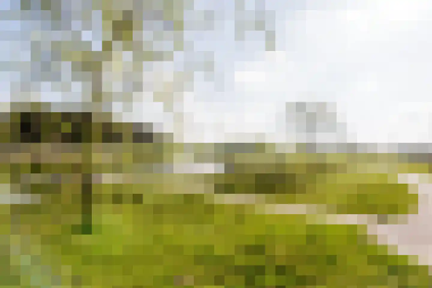 Graskarper 35 Eindhoven thumbnail 35