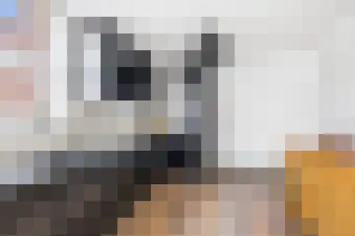 Graskarpersingel 50 Den Haag thumbnail 19