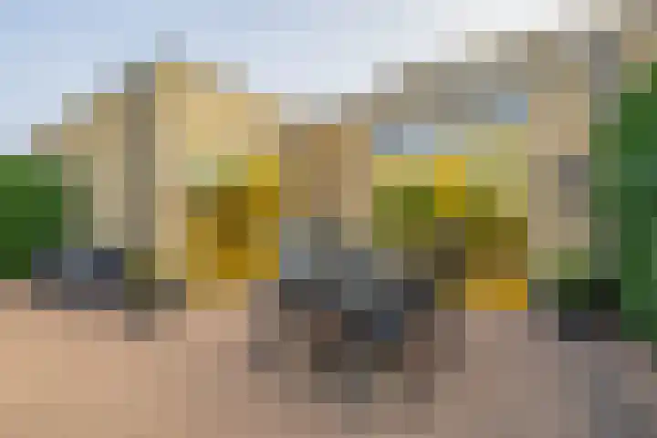 Graskers 19 Eindhoven thumbnail 4